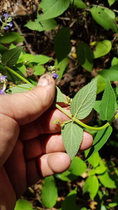 Salvia protracta, photographed by Eugenio Padilla