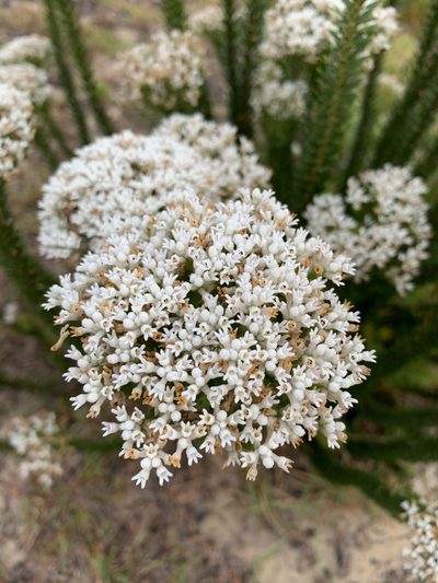 Conospermum ellipticum, photographed by Guy Taseski