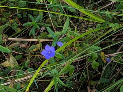 Hydrolea corymbosa, photographed by Alison Northup