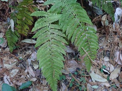 Polystichum dudleyi, photographed by joergmlpts