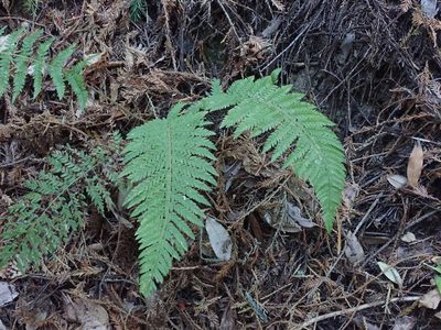 Polystichum dudleyi, photographed by joergmlpts