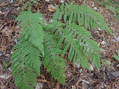 Polystichum dudleyi, photographed by joergmlpts