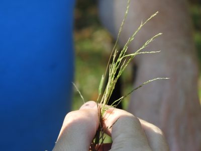 Muhlenbergia schreberi, photographed by Yann Kemper