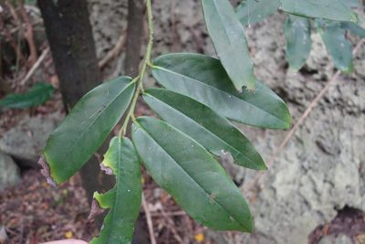Diospyros blancoi, photographed by agujaceratops