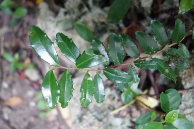 Scolopia oldhamii, photographed by agujaceratops