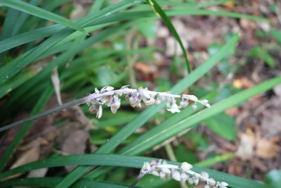 Ophiopogon reversus, photographed by agujaceratops