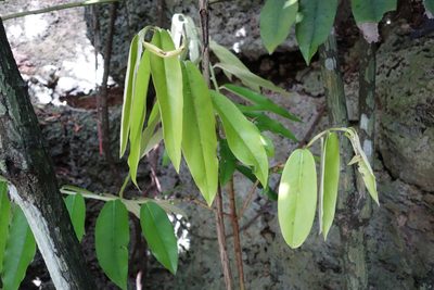 Diospyros blancoi, photographed by agujaceratops