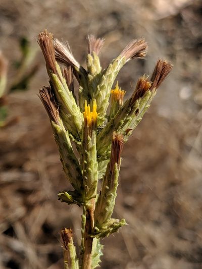 Hazardia stenolepis, photographed by Alex Heyman