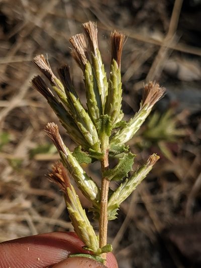 Hazardia stenolepis, photographed by Alex Heyman
