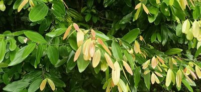 Cinnamomum iners, photographed by Ong Jyh Seng