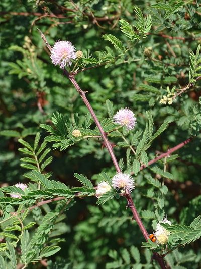 Mimosa prainiana, photographed by Siddarth Machado
