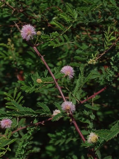 Mimosa prainiana, photographed by Siddarth Machado