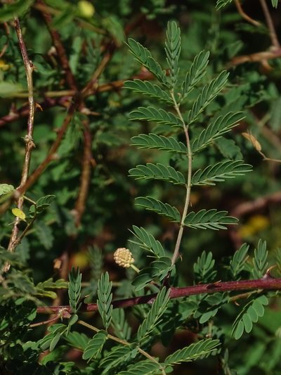 Mimosa prainiana, photographed by Siddarth Machado
