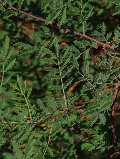 Mimosa prainiana, photographed by Siddarth Machado