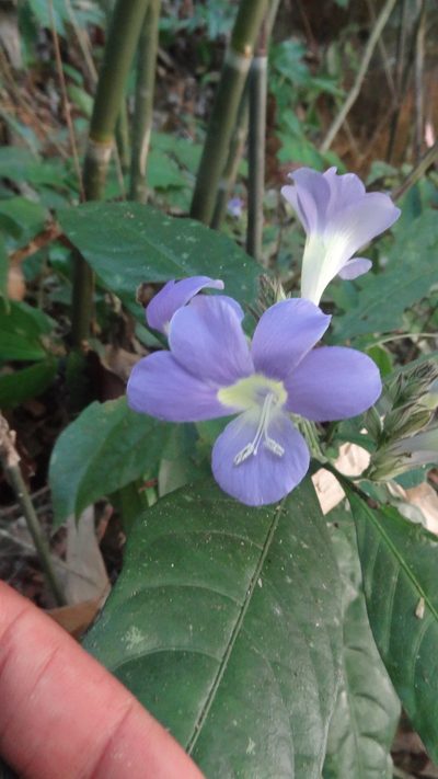 Barleria courtallica, photographed by Siddarth Machado