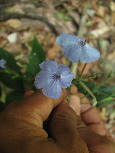 Eranthemum capense, photographed by Siddarth Machado