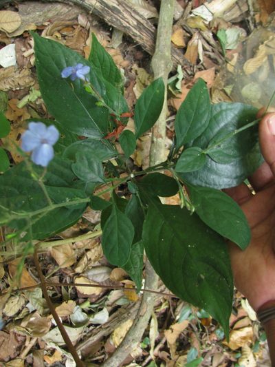 Eranthemum capense, photographed by Siddarth Machado