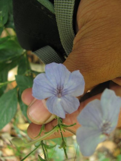 Eranthemum capense, photographed by Siddarth Machado