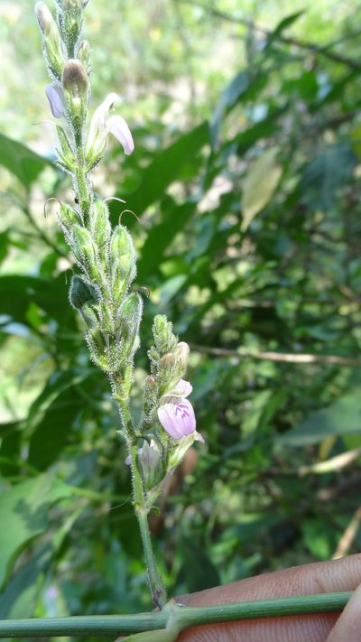 Justicia wynaadensis, photographed by Siddarth Machado