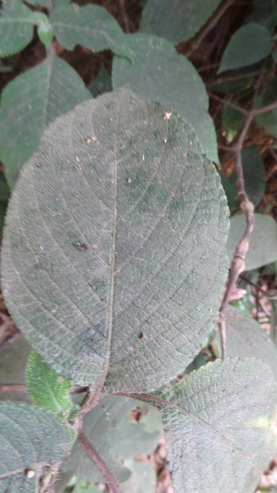Strobilanthes lupulina, photographed by Siddarth Machado