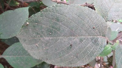 Strobilanthes lupulina, photographed by Siddarth Machado