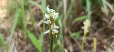 Ischaemum muticum, photographed by Ong Jyh Seng