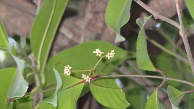 Secamone laurifolia, photographed by Siddarth Machado