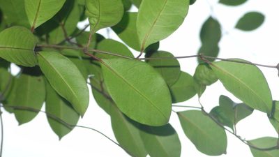 Secamone laurifolia, photographed by Siddarth Machado