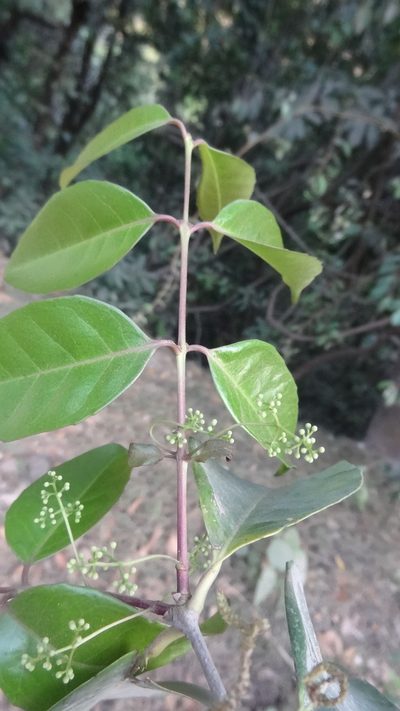 Secamone laurifolia, photographed by Siddarth Machado