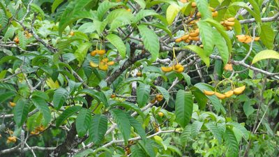 Tabernaemontana alternifolia, photographed by Siddarth Machado