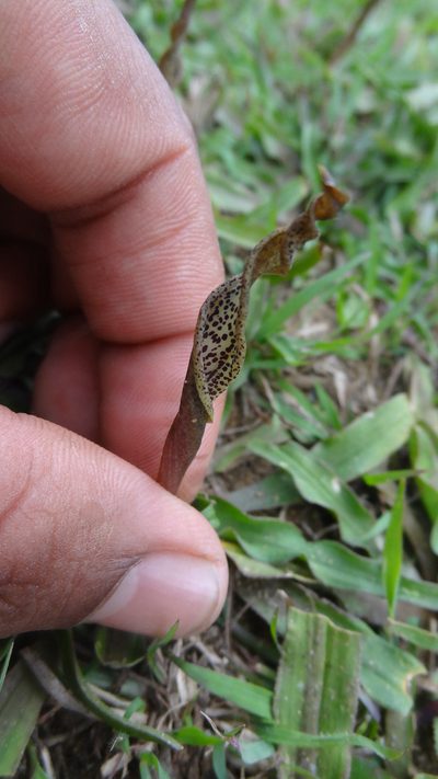 Cryptocoryne retrospiralis, photographed by Siddarth Machado