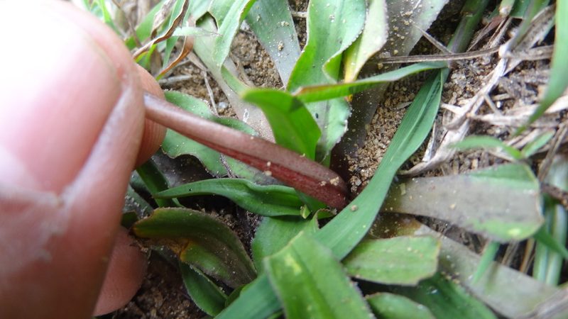 Cryptocoryne retrospiralis, photographed by Siddarth Machado