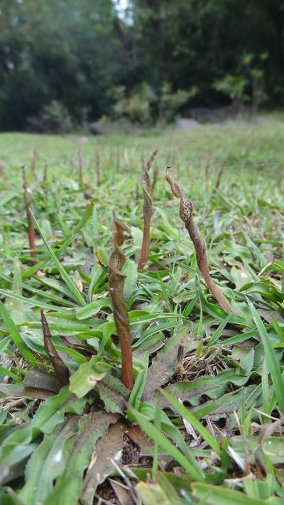 Cryptocoryne retrospiralis, photographed by Siddarth Machado