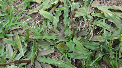 Cryptocoryne retrospiralis, photographed by Siddarth Machado