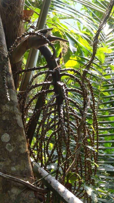 Arenga wightii, photographed by Siddarth Machado