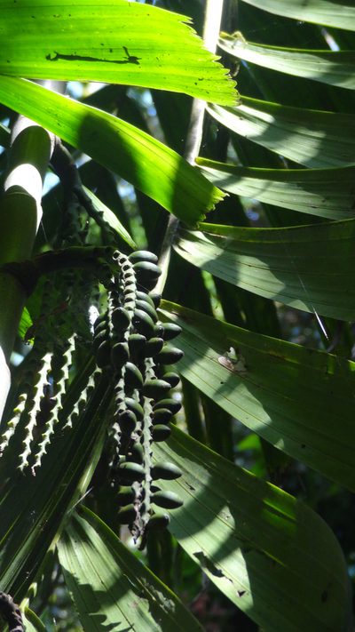 Pinanga dicksonii, photographed by Siddarth Machado