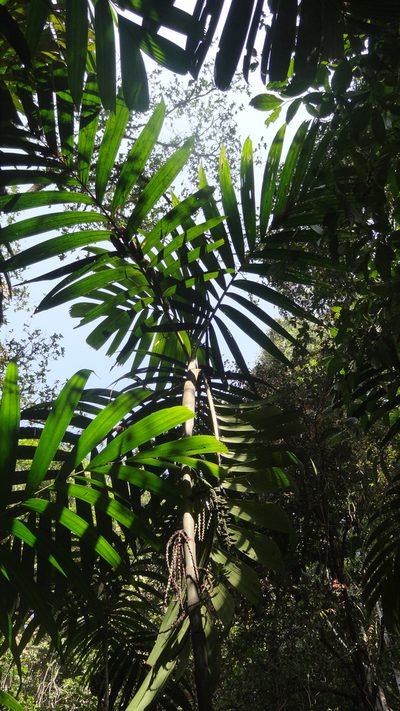 Pinanga dicksonii, photographed by Siddarth Machado
