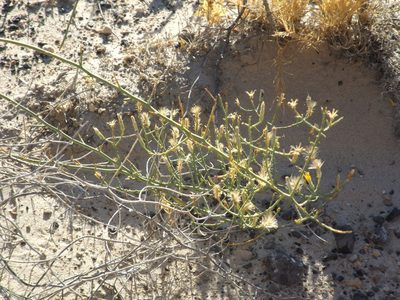 Leucosyris carnosa, photographed by Amy