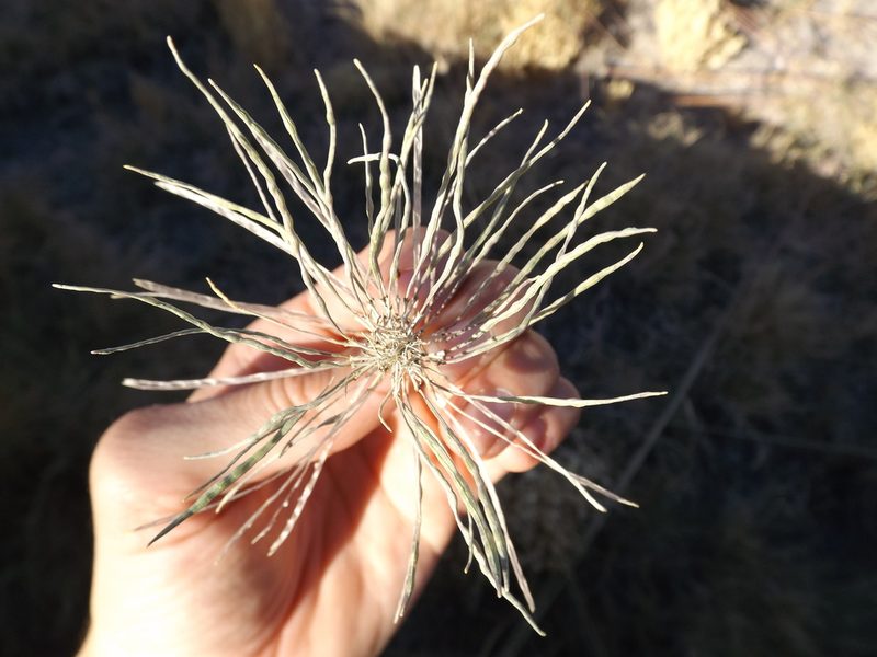 Thelypodium integrifolium, photographed by Amy