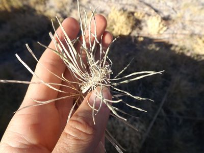 Thelypodium integrifolium, photographed by Amy
