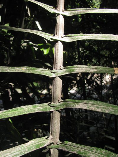 Arenga wightii, photographed by Siddarth Machado
