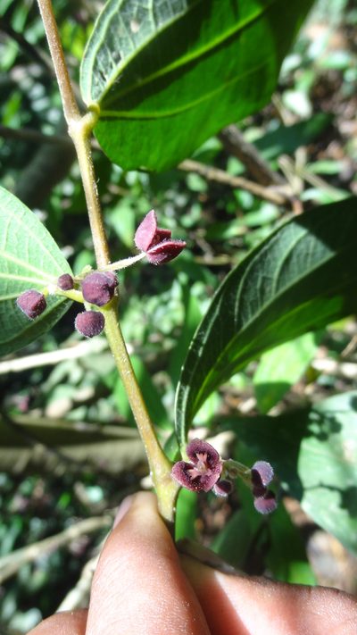 Thottea siliquosa, photographed by Siddarth Machado