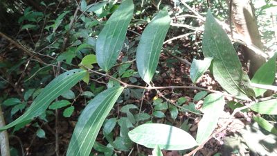 Thottea siliquosa, photographed by Siddarth Machado