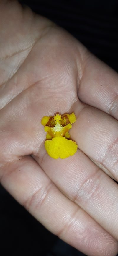 Oncidium panchrysum, photographed by DANIEL ALEJANDRO CHICA BOTERO