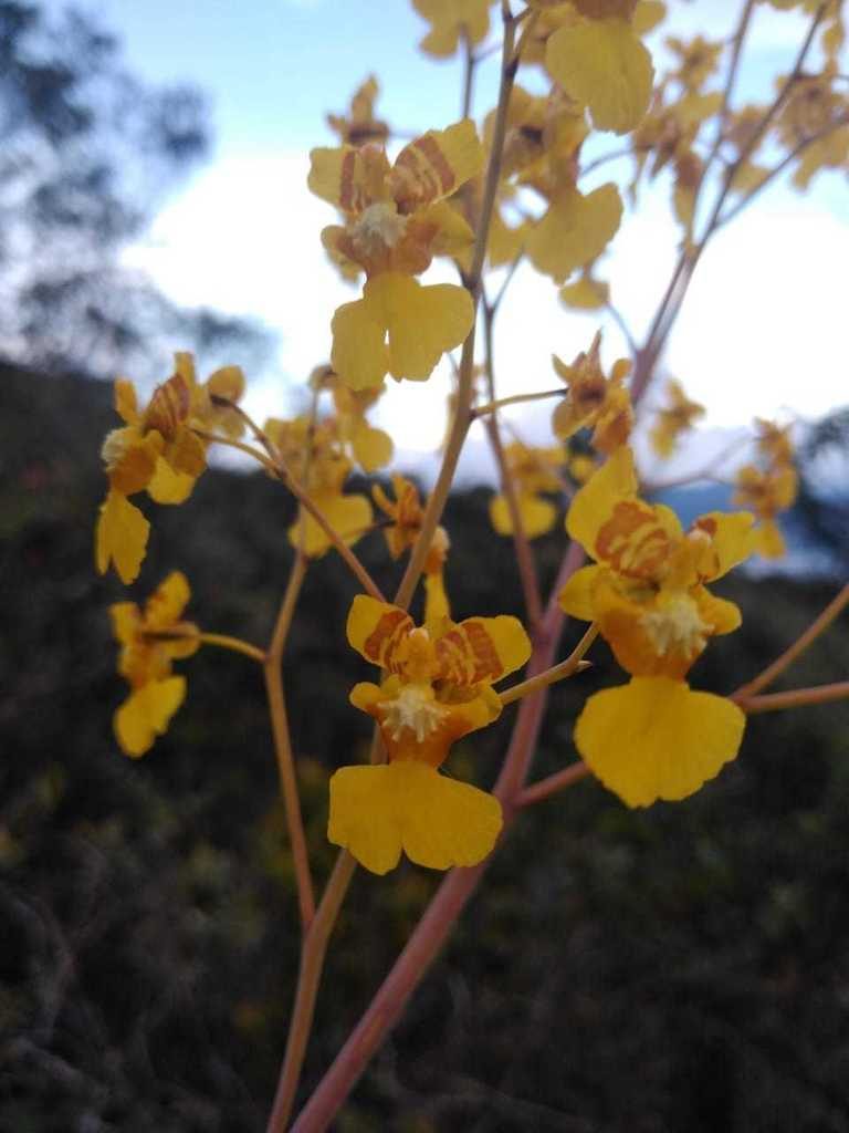 Oncidium panchrysum, photographed by DANIEL ALEJANDRO CHICA BOTERO
