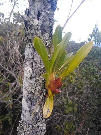 Oncidium panchrysum, photographed by DANIEL ALEJANDRO CHICA BOTERO