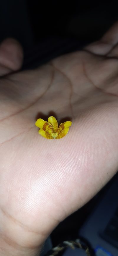 Oncidium panchrysum, photographed by DANIEL ALEJANDRO CHICA BOTERO