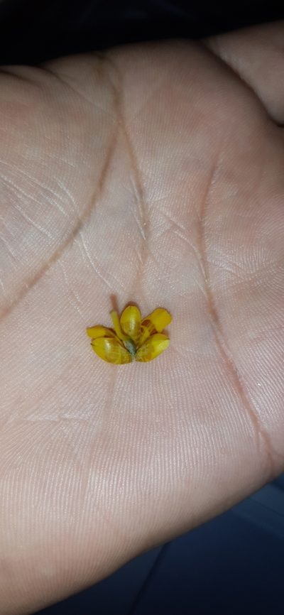 Oncidium panchrysum, photographed by DANIEL ALEJANDRO CHICA BOTERO