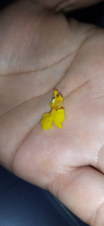 Oncidium panchrysum, photographed by DANIEL ALEJANDRO CHICA BOTERO