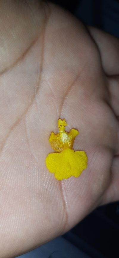 Oncidium panchrysum, photographed by DANIEL ALEJANDRO CHICA BOTERO